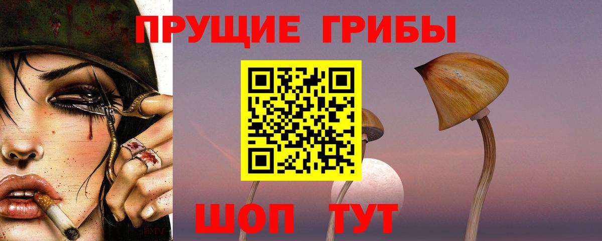 Псилоцибиновые грибы Psilocybe Зеленогорск